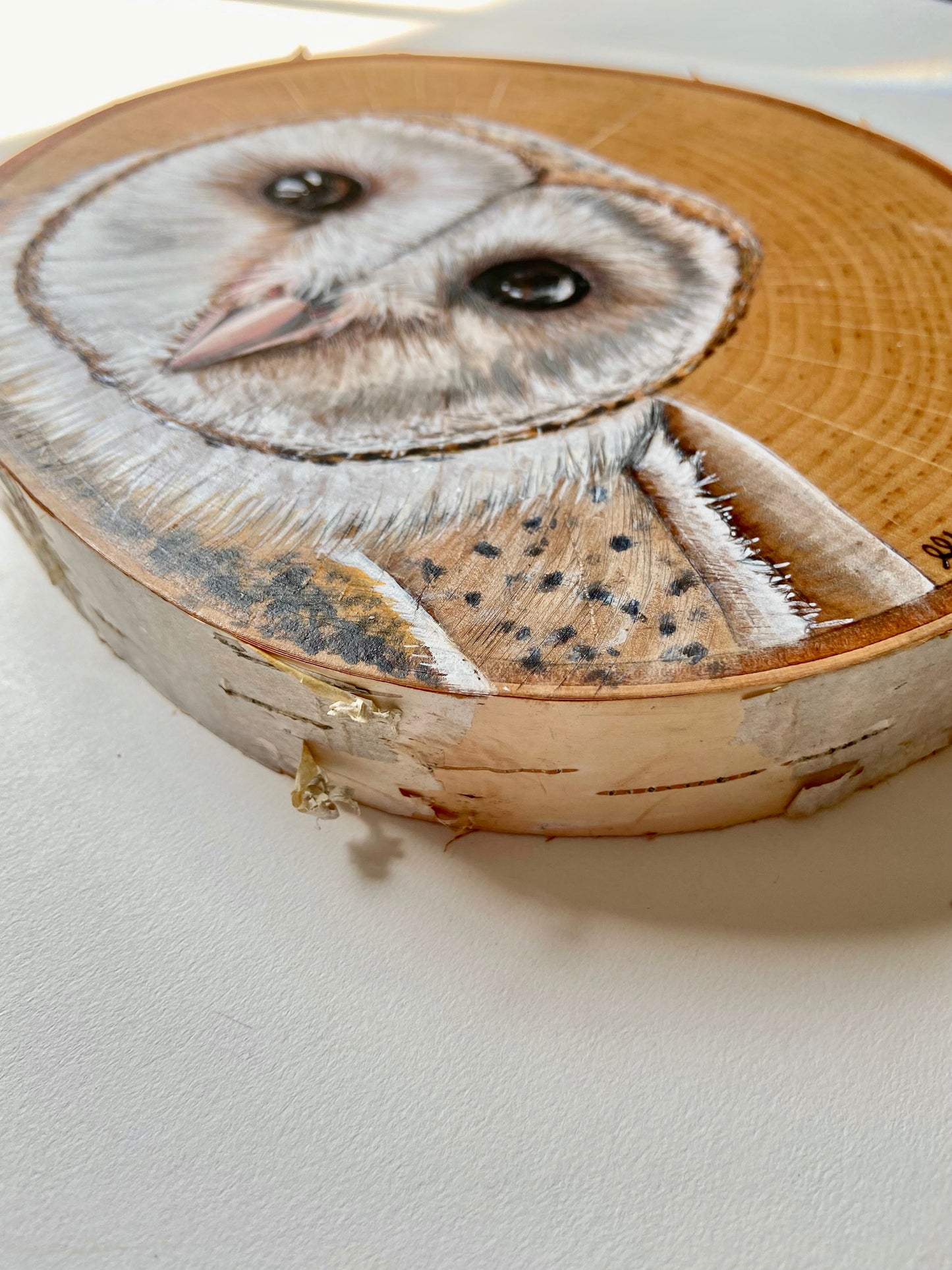 Curious Barn Owl - Original Pyrography